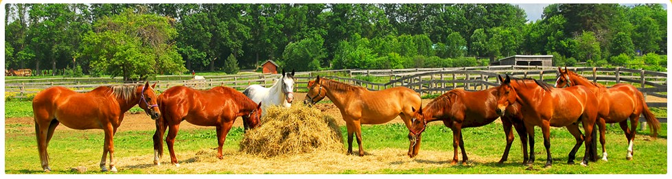 Meine Joomla!-Website